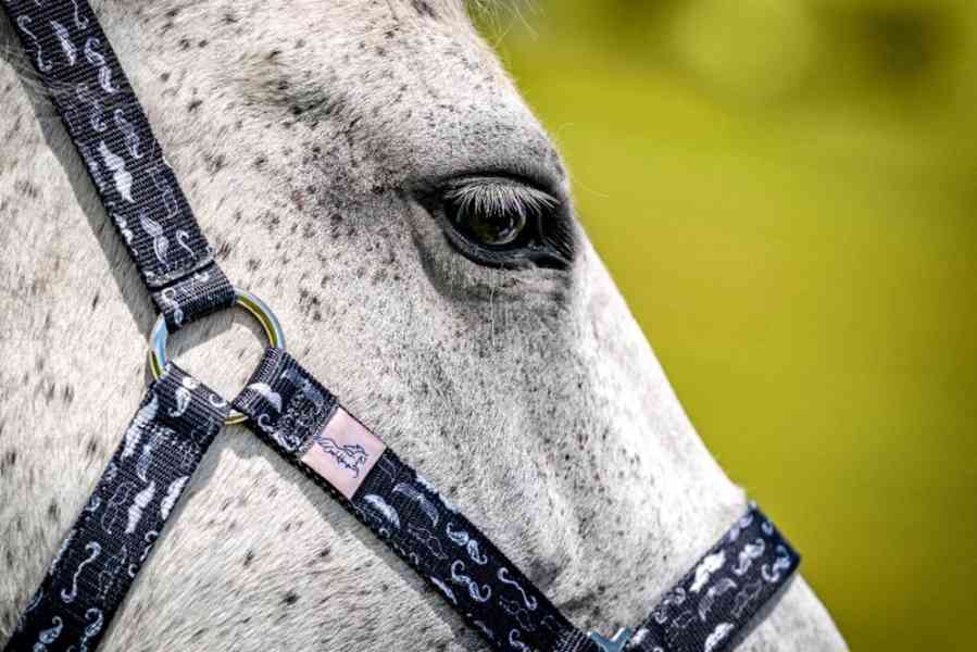 Barevné ohlávky  - foto 4