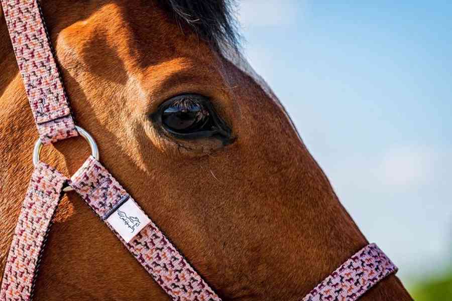 Barevné ohlávky  - foto 11