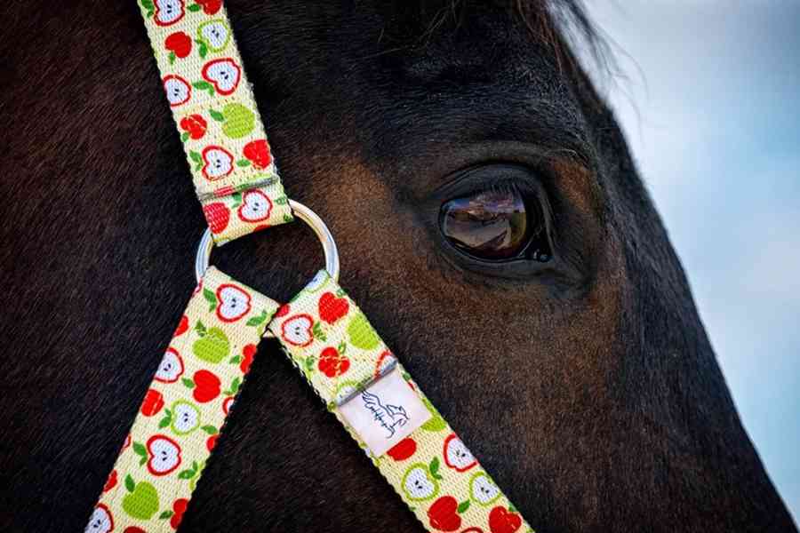 Barevné ohlávky  - foto 13