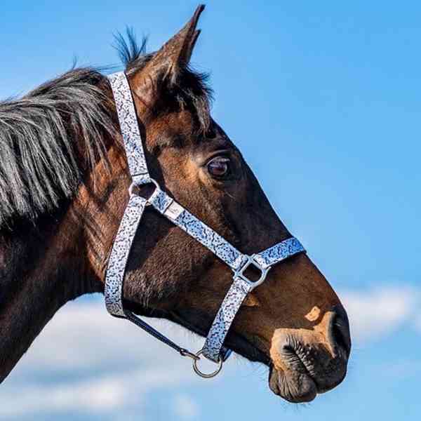 Barevné ohlávky  - foto 10