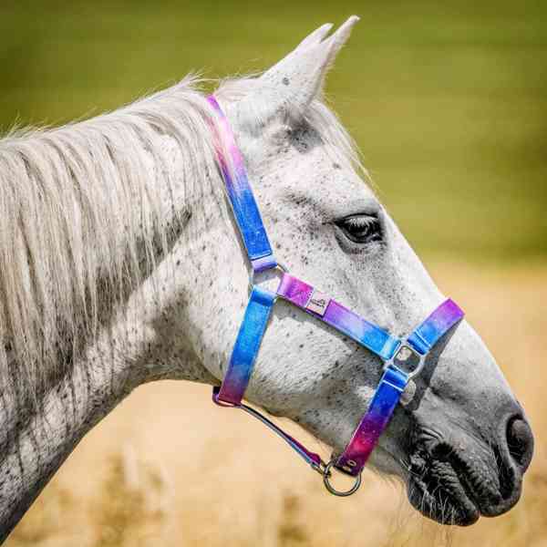 Barevné ohlávky  - foto 2