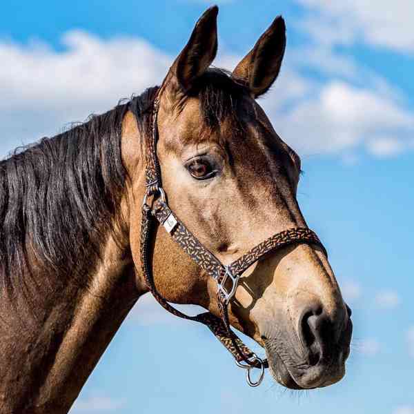 Barevné ohlávky  - foto 9