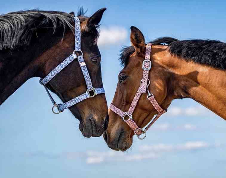 Barevné ohlávky  - foto 16