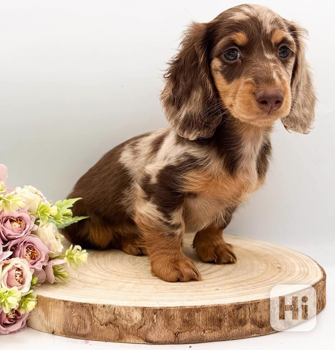 Vynikající štěňata jezevčíka, - foto 1