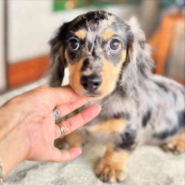 Vynikající štěňata jezevčíka, - foto 4