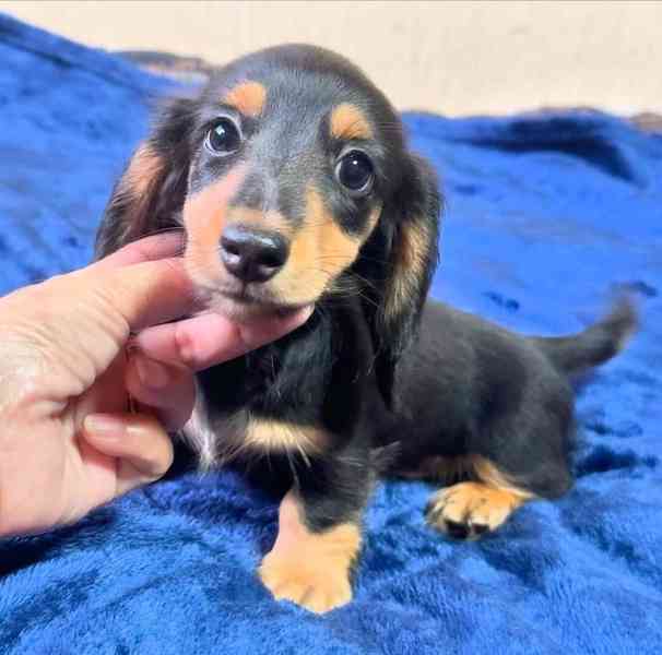 Vynikající štěňata jezevčíka, - foto 2