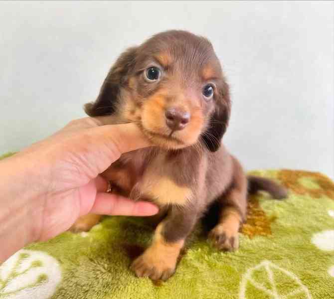 Vynikající štěňata jezevčíka, - foto 3