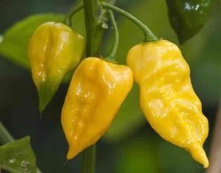 Sazenice Chilli Habanero Lemon - foto 1