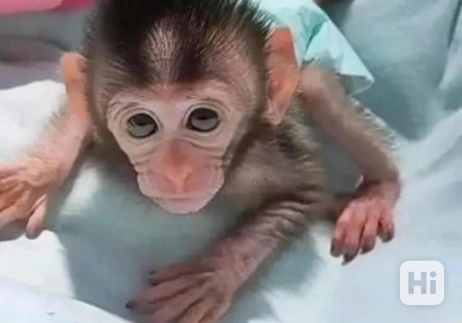 Zdravé kapucínské opice k dispozici - foto 1