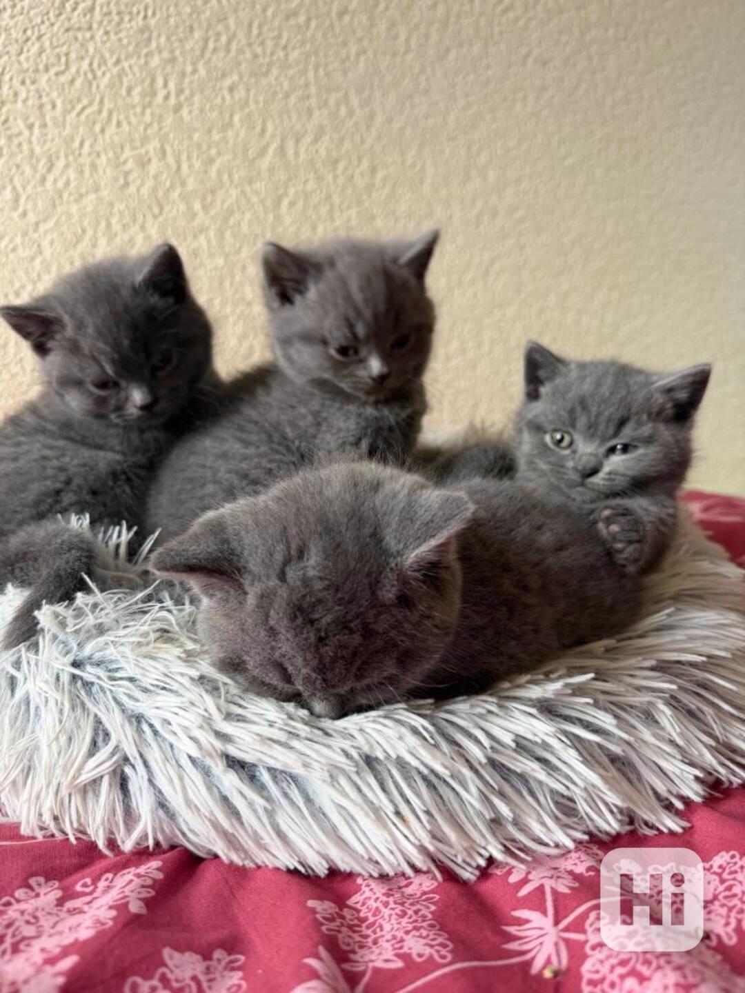 Prodám Britská koťata koťata -  - foto 1