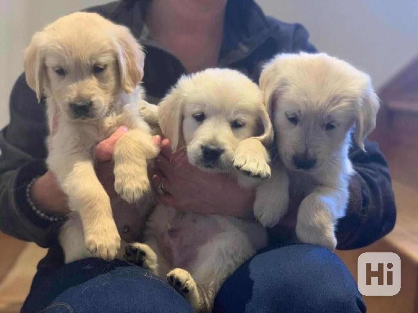 Zlaty retrívr na prodej bez PP - foto 1