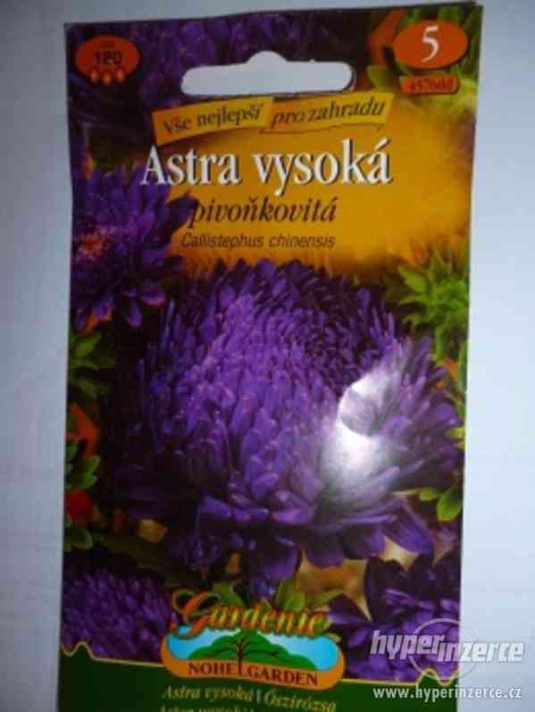 Astra pivoňkovitá-Fialovomodrá- Semena/ www.levna-semena.cz - foto 1