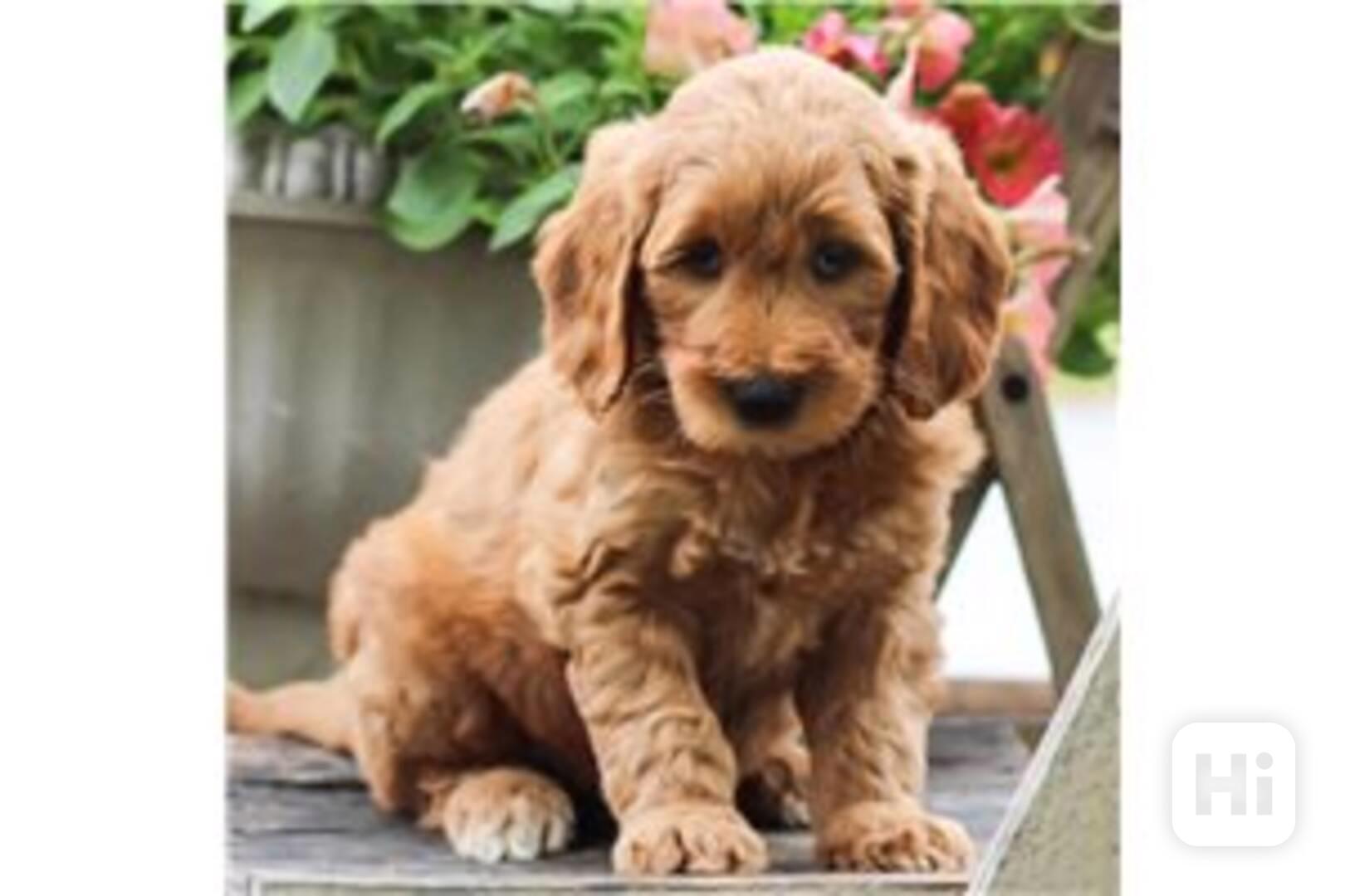 Krásná štěňata Goldendoodle, pejsek a fenka, k adopci. Krásn - foto 1