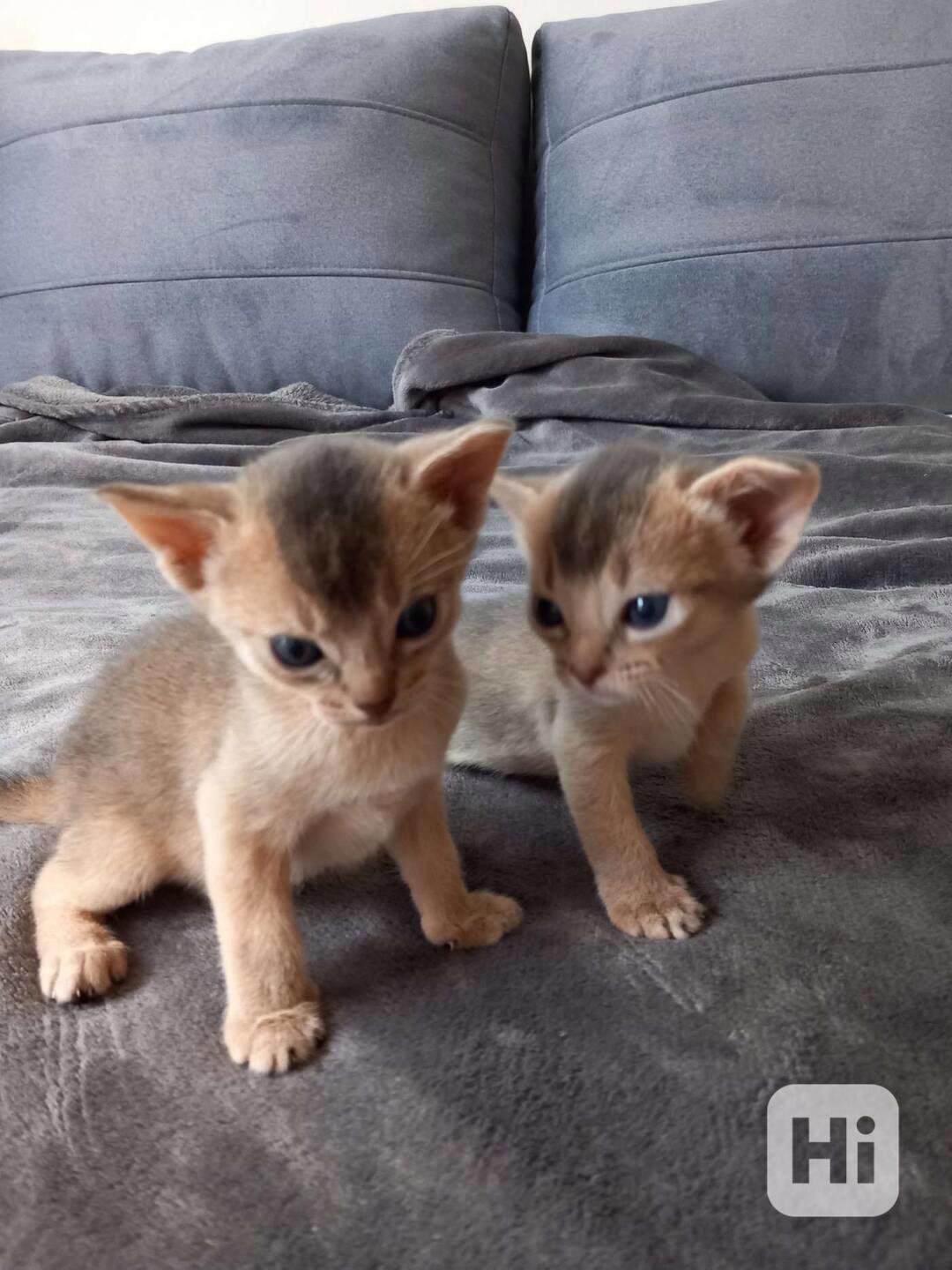 Habešská koťata k dispozici zdarma - foto 1