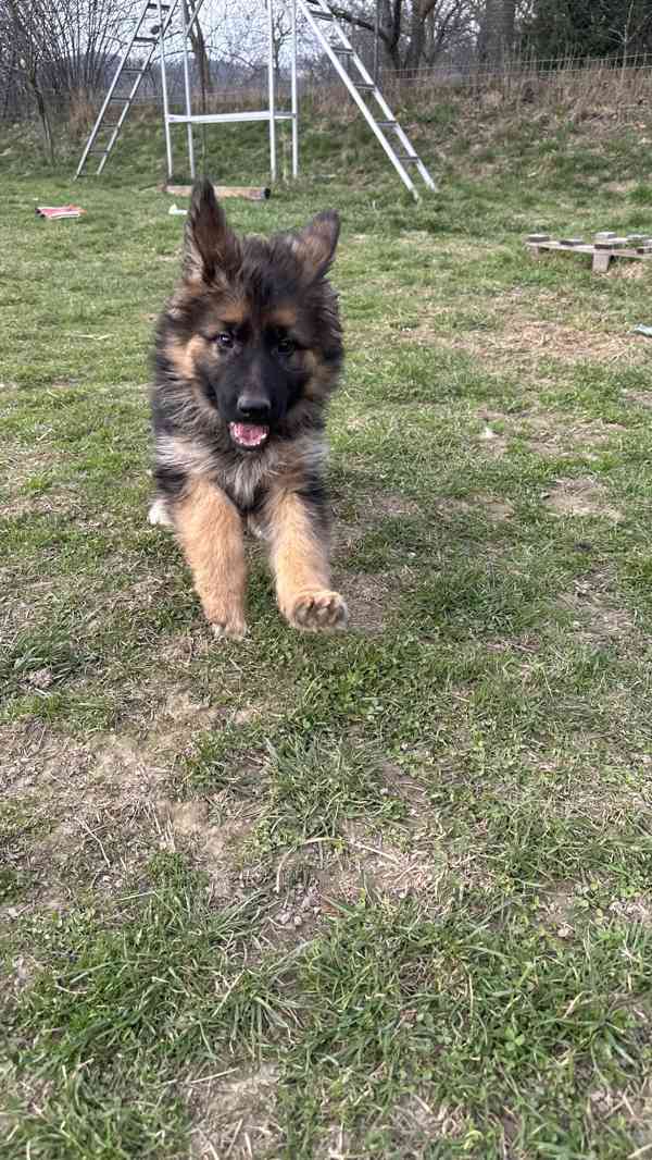 německý ovčák štěňátka černá se znaky s PP - foto 5