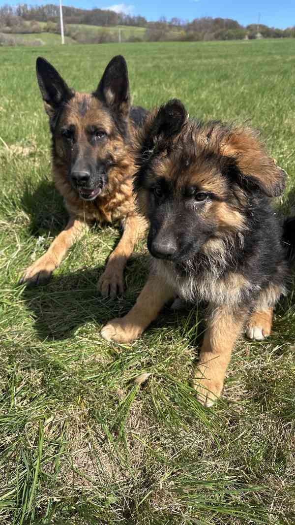 německý ovčák štěňátka černá se znaky s PP - foto 3