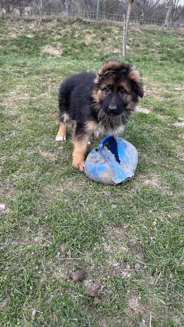 německý ovčák štěňátka černá se znaky s PP - foto 4