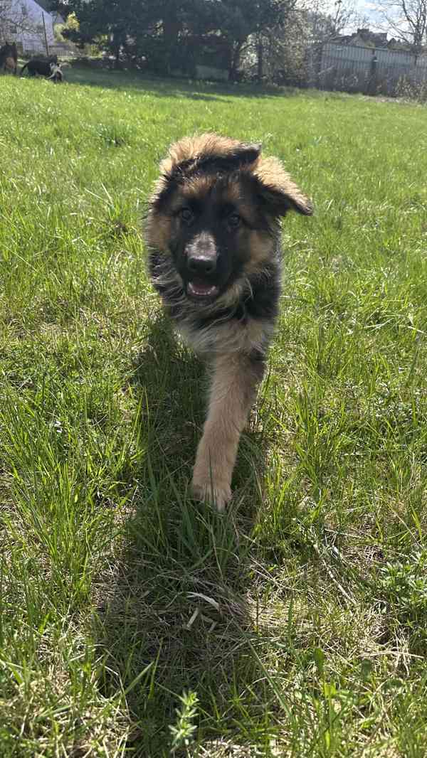německý ovčák štěňátka černá se znaky s PP - foto 2
