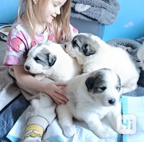 Pyrenejský horský pes chlupáči - foto 1