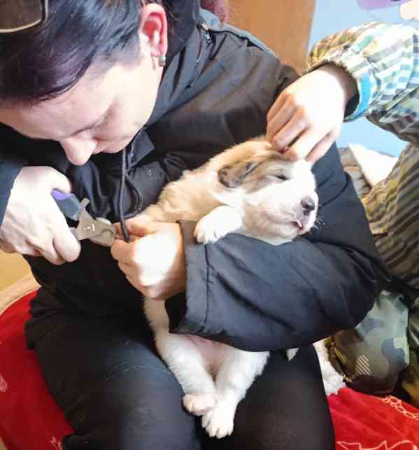 Pyrenejský horský pes chlupáči - foto 3