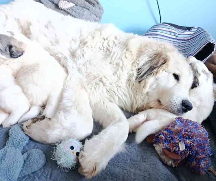 Pyrenejský horský pes chlupáči - foto 2