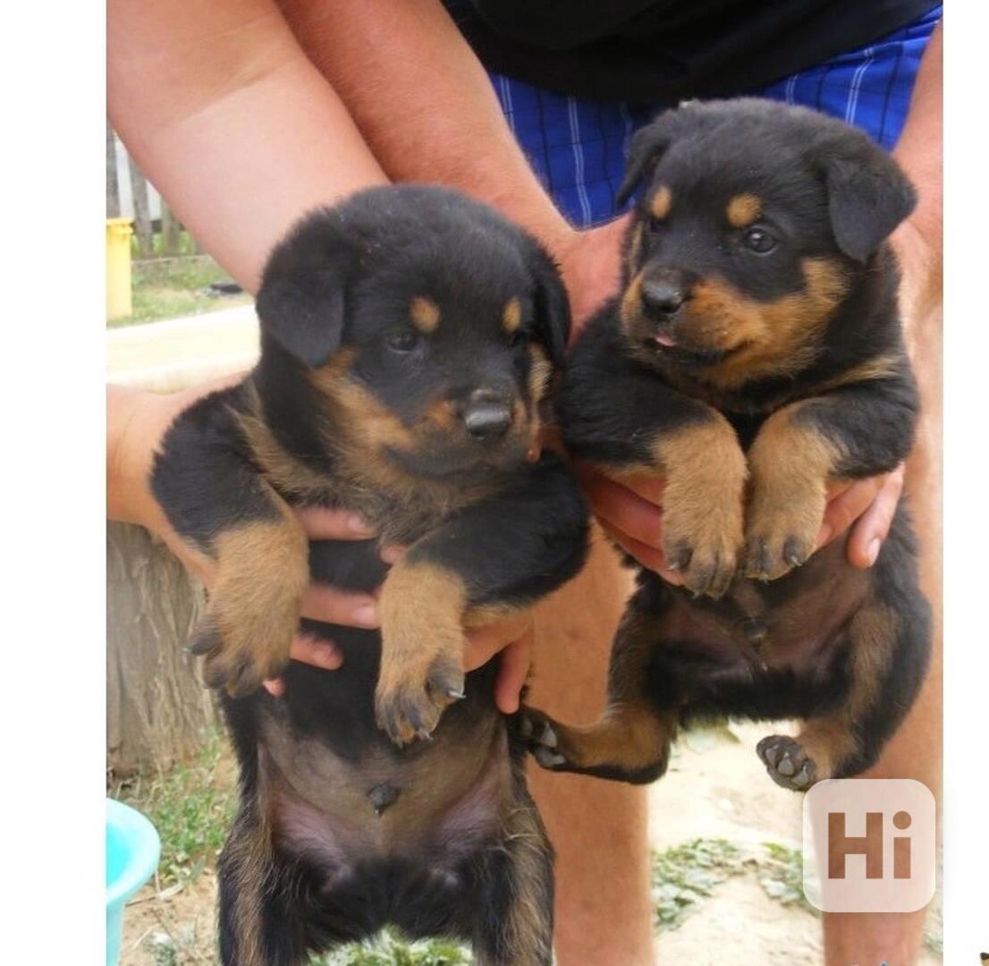 štěňata rotvajlera - foto 1