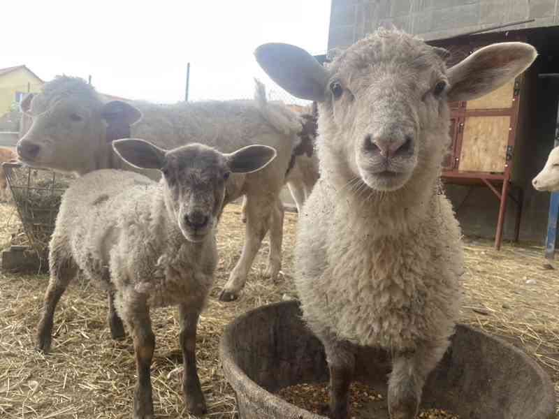 Prodej jehňat, ovcí - foto 1