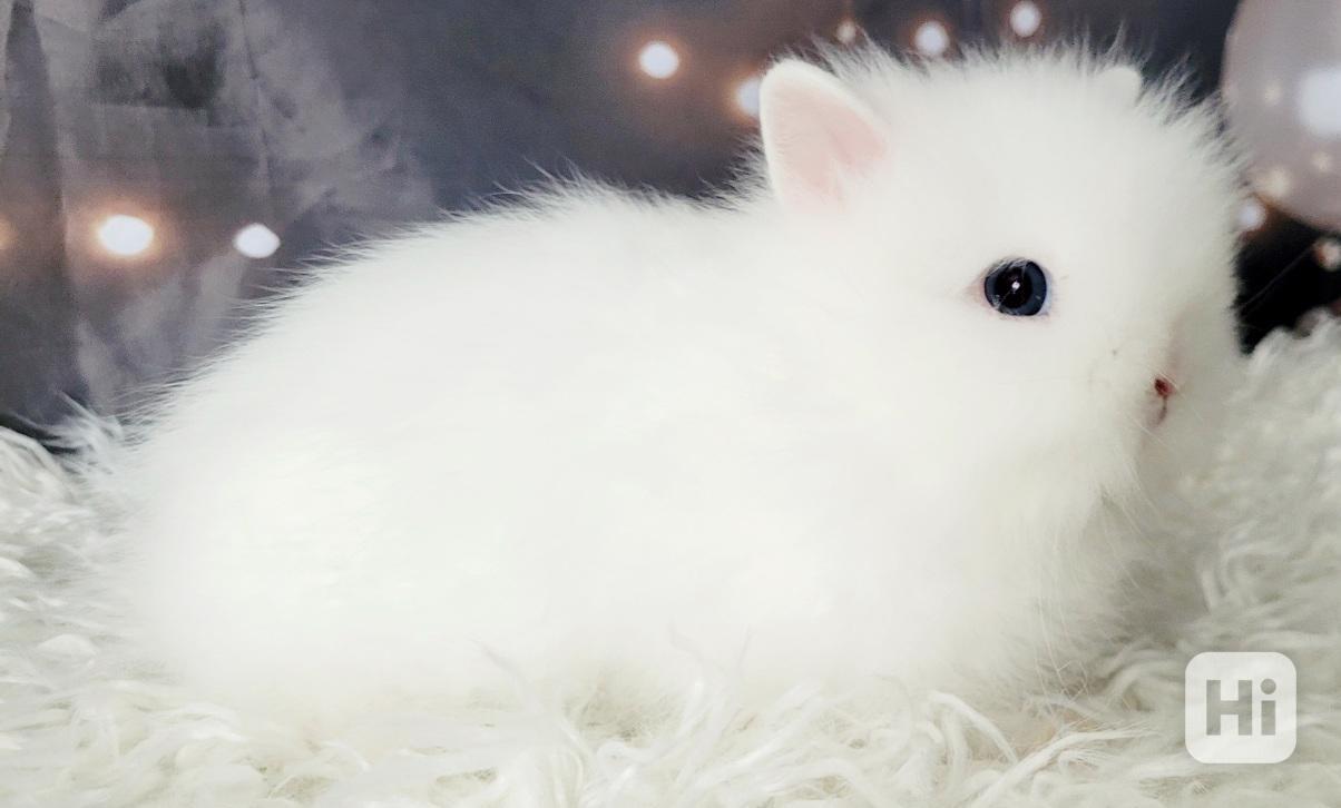 Zalrsly teddy králík - foto 1