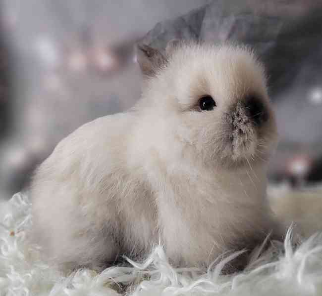 Zalrsly teddy králík - foto 3