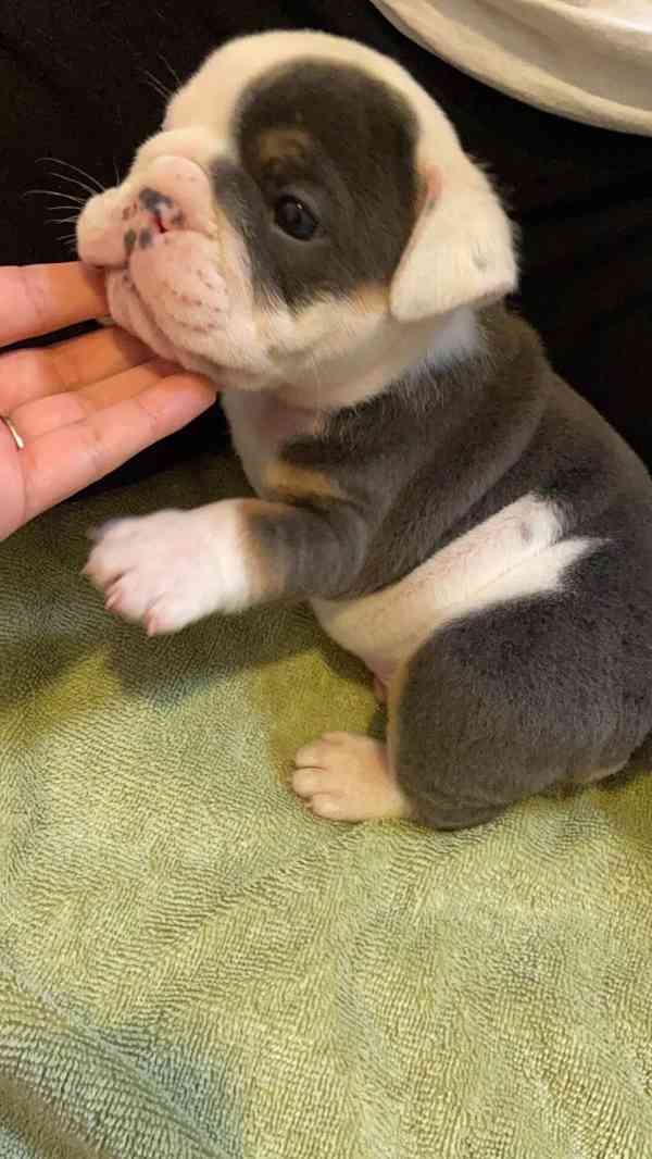 Zdarma  dárek štěňata anglického buldoka k adopci 