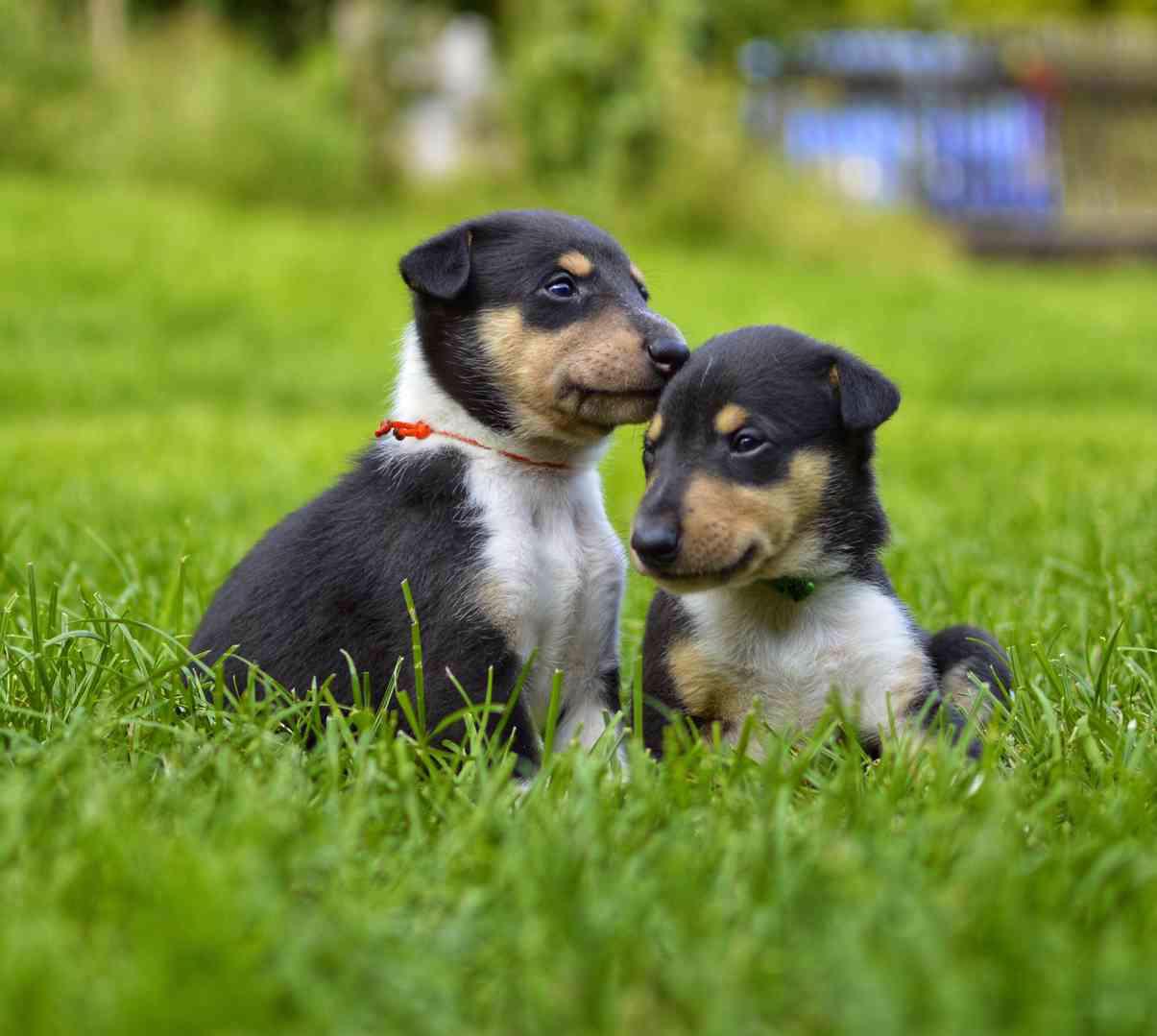 Štěňátka Kolie Kratkosrstá s PP - foto 1