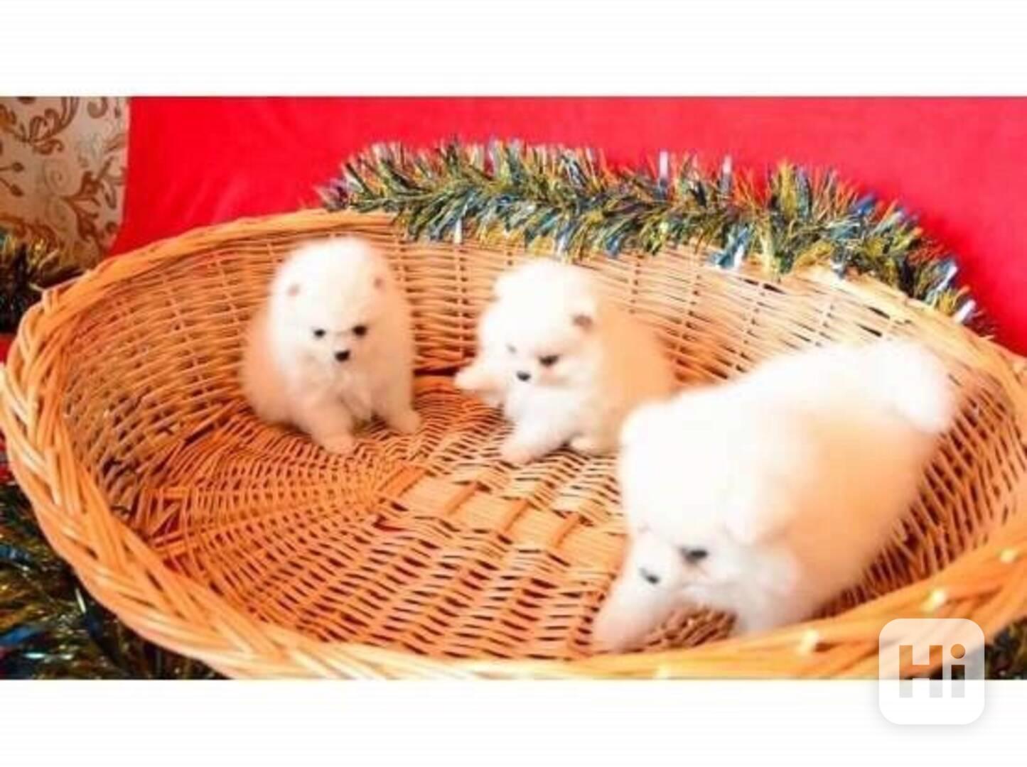 Krásná štěňata pomeranského - foto 1