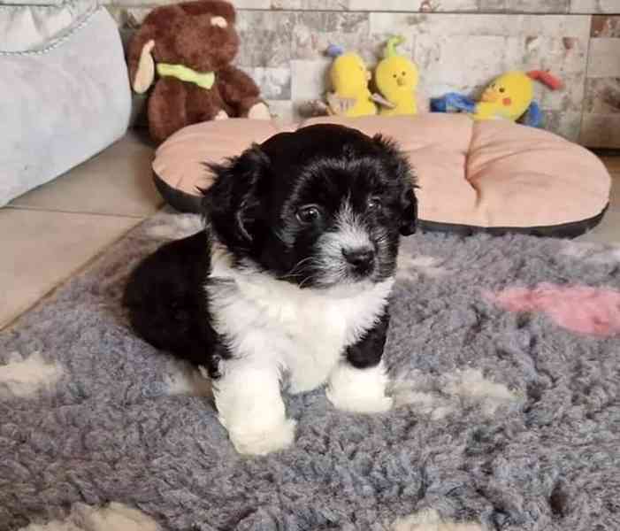 Tato krásná štěňátka Shih Tzu  - foto 1