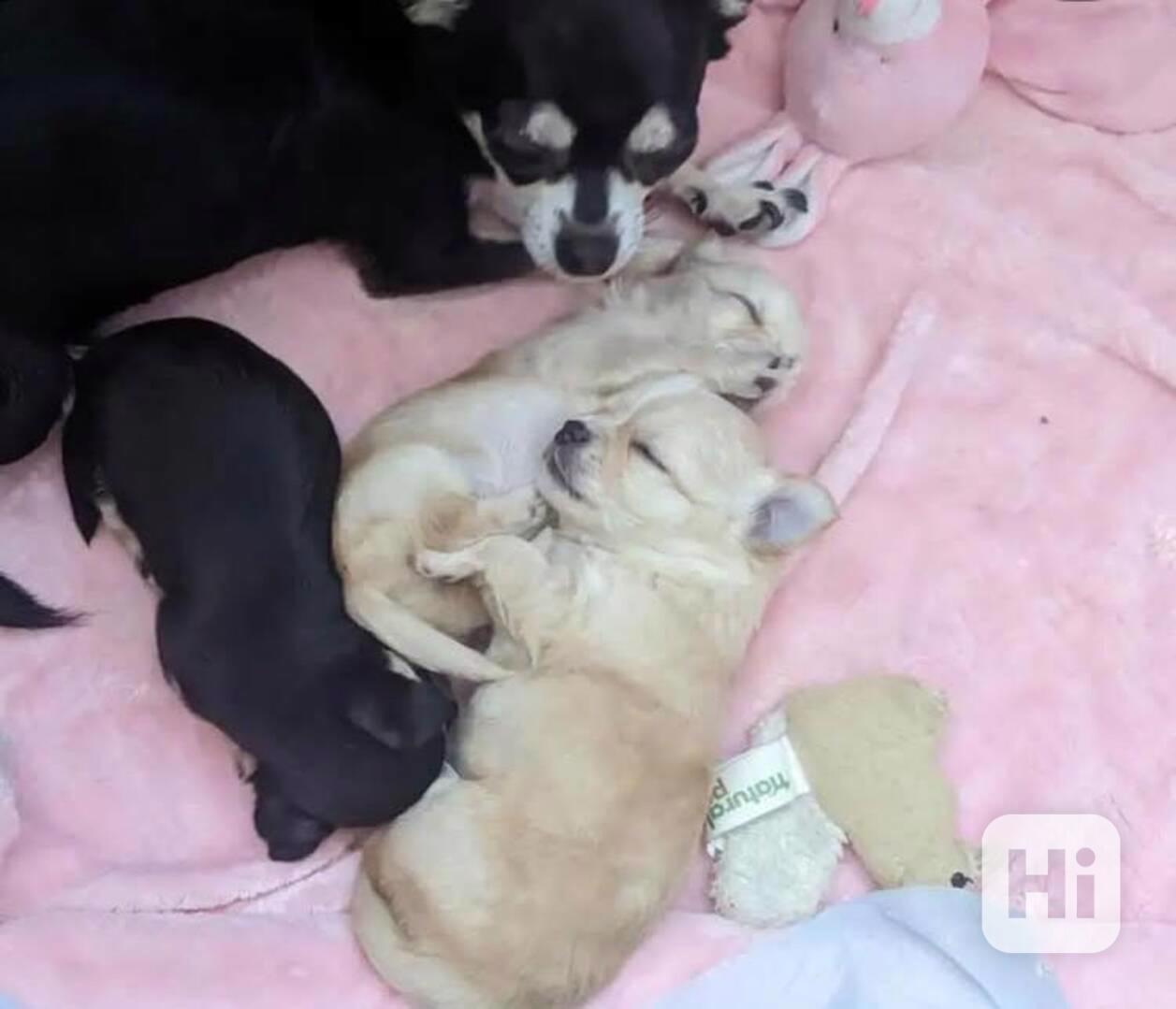 Čivava, krásná mini štěňátka - foto 1