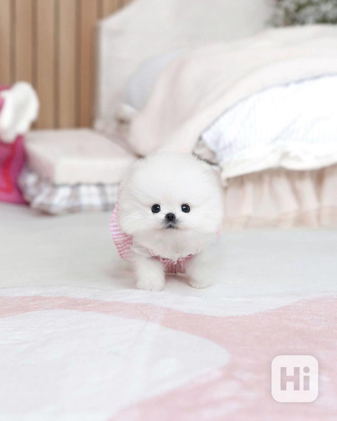 Nádherná štěňata mini pomeranianů – vychovaná s láskou - foto 1