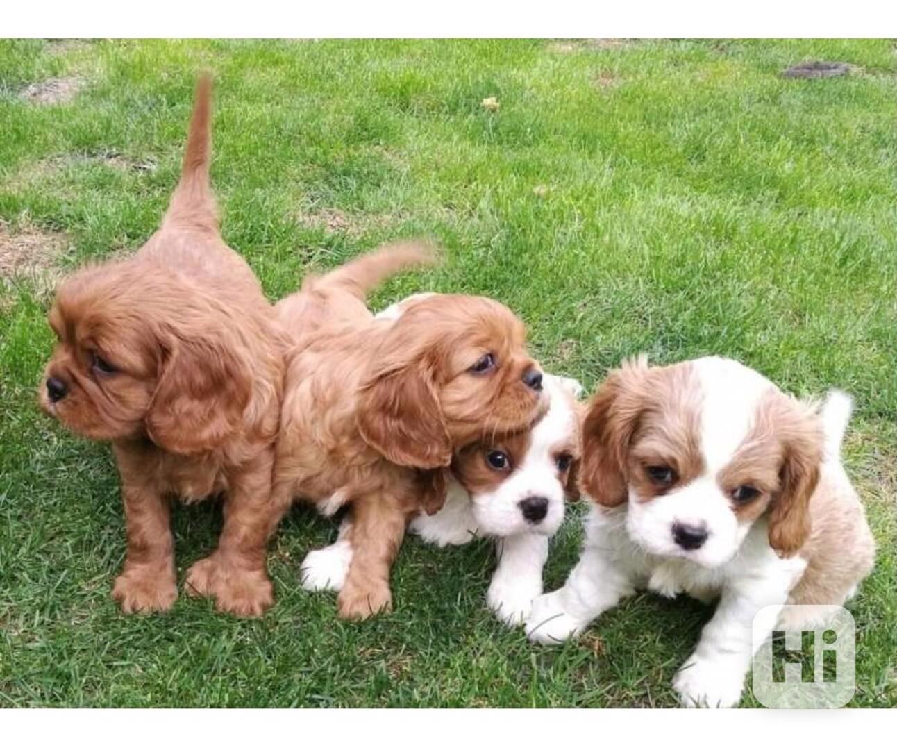 štěňata kavalír King Charles španěl  - foto 1