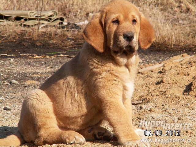 španělský mastin s PP - foto 1