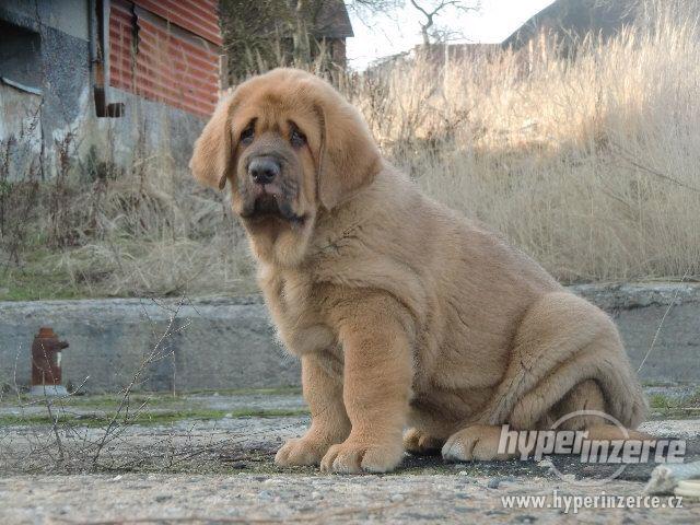 španělský mastin s PP - foto 2