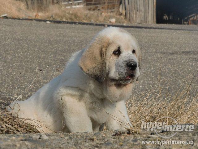 španělský mastin s PP - foto 3