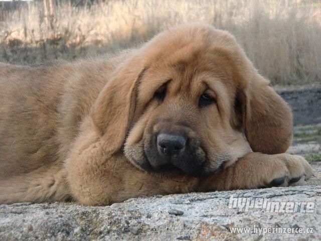 španělský mastin s PP - foto 4