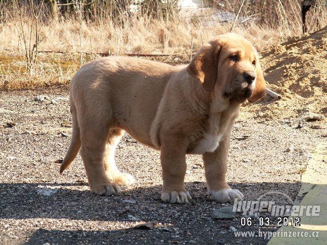 španělský mastin s PP - foto 5