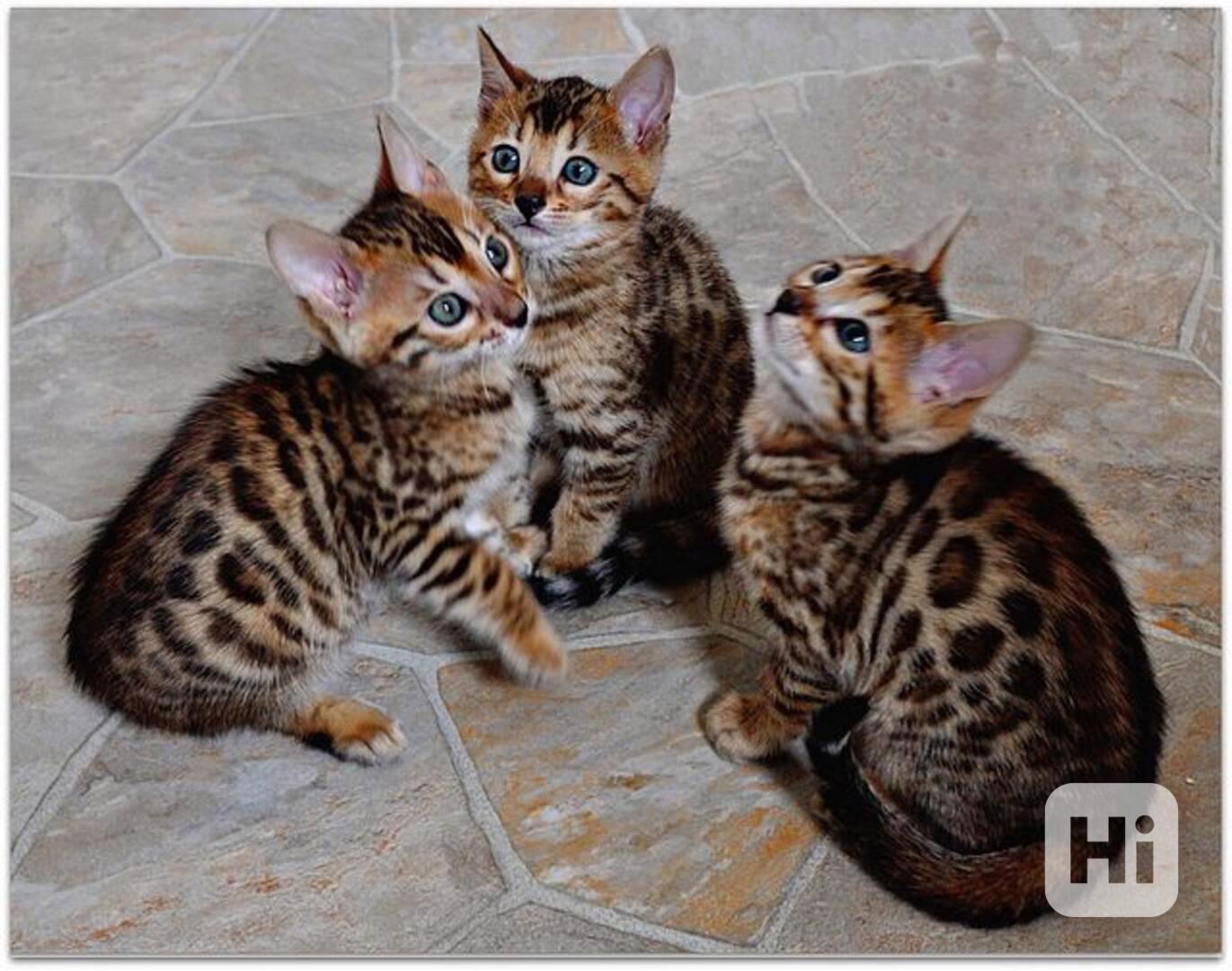 roztomilá  bengálská koťátka k adopci - foto 1