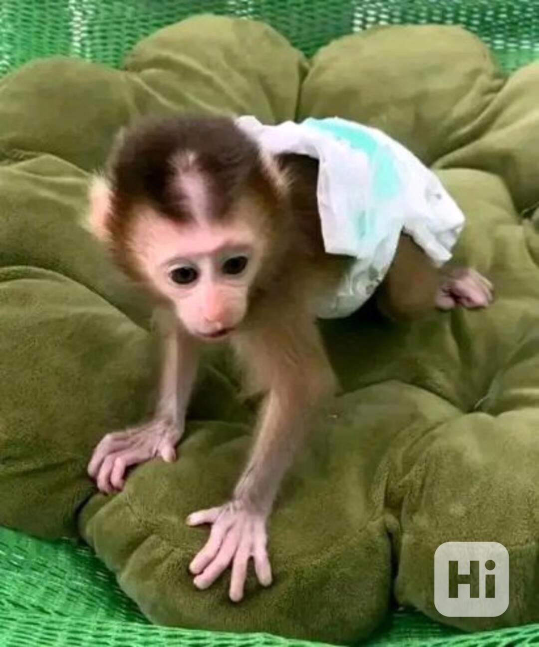 Úžasná kapucínská opice k adopci - foto 1