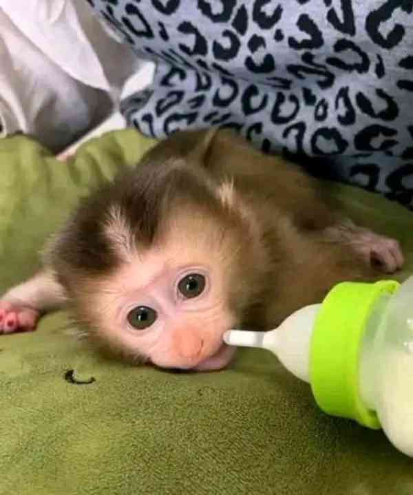 Úžasná kapucínská opice k adopci - foto 2