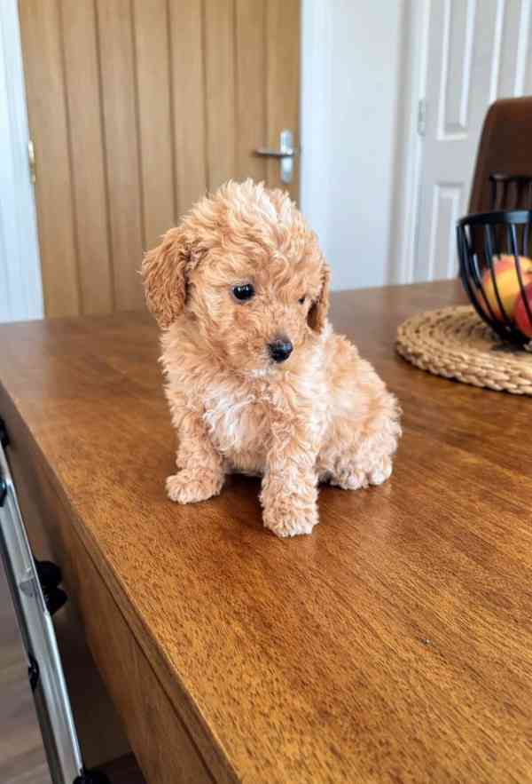 Krásná štěňata toy pudla hledají nové členy - foto 1