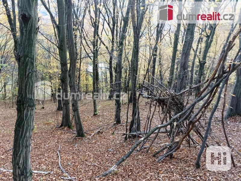 Prodej lesa 11 435 m2 , Valašská Polanka  - foto 7