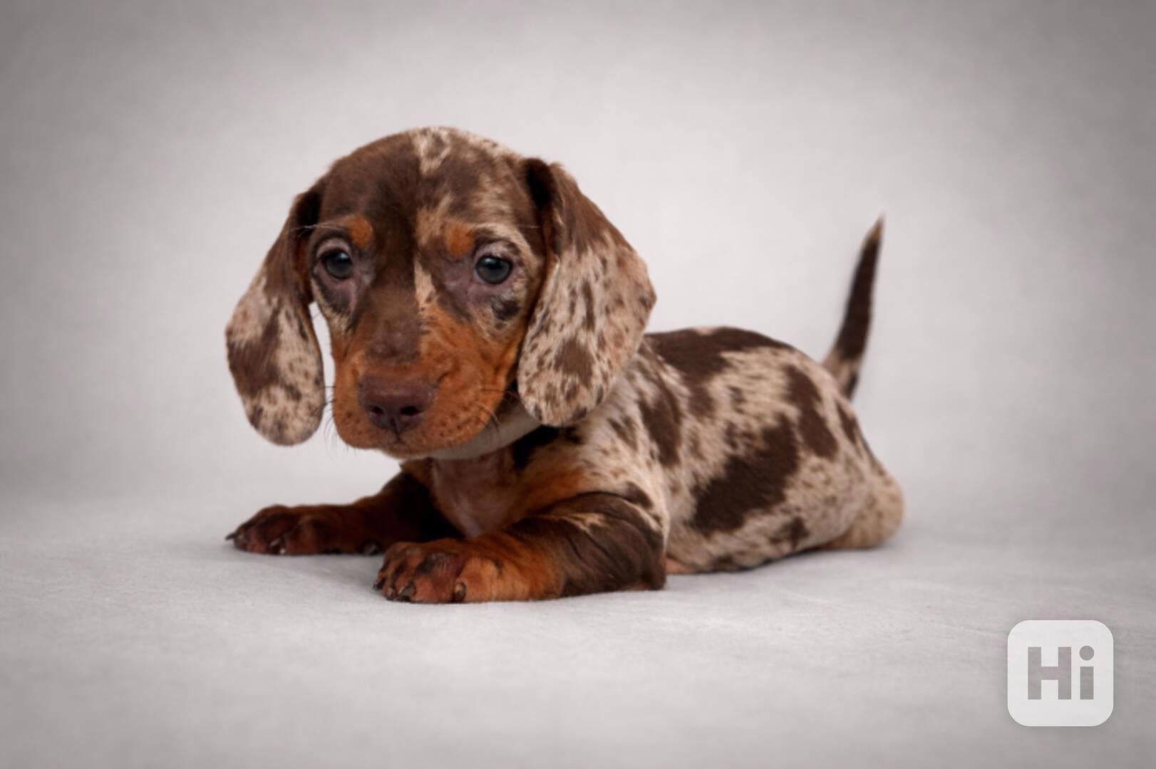 Jezevčík hladkosrstý trpasličí bez PP - foto 1