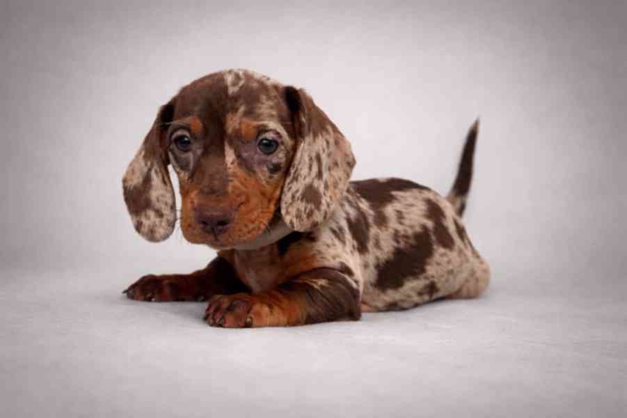 Jezevčík hladkosrstý trpasličí bez PP - foto 1