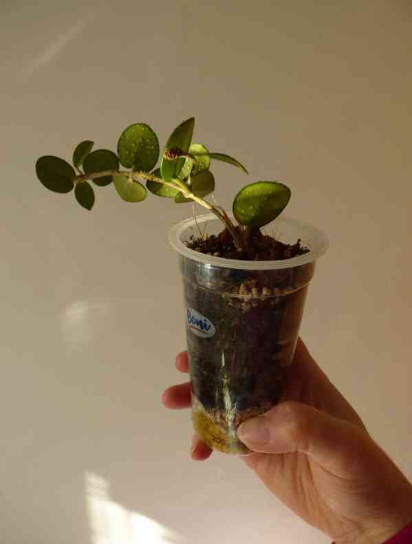 Různé rostliny rodu Hoya (Hoja) - foto 5