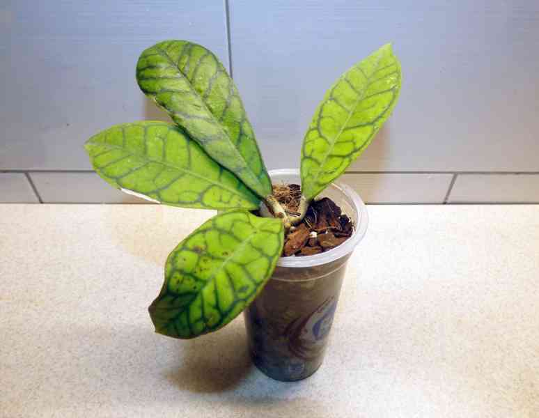 Různé rostliny rodu Hoya (Hoja) - foto 10
